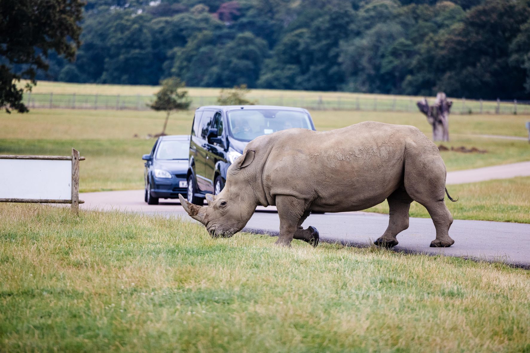 Image of bonnie crossing the road