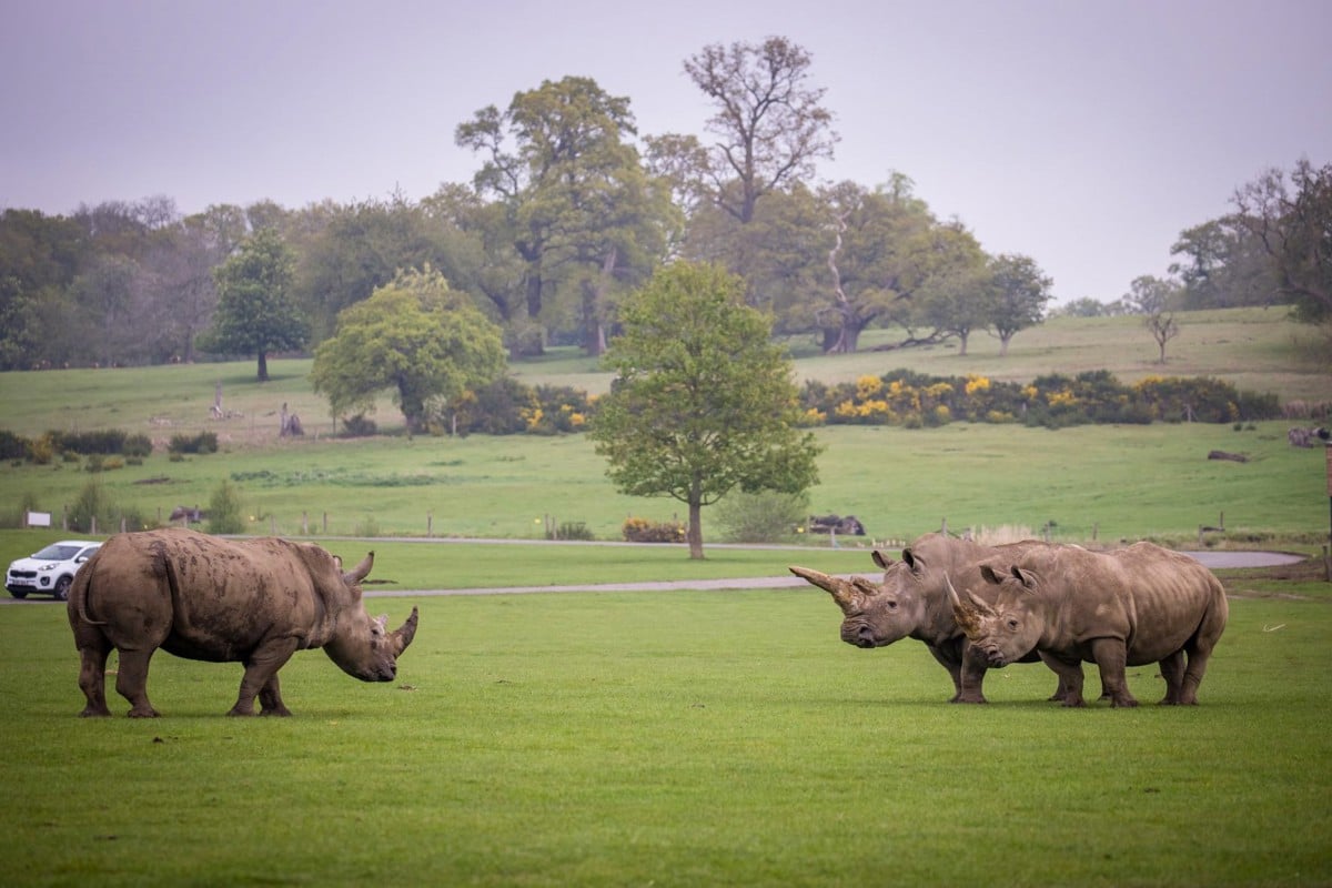 Three rhinos walk across Road Safari with cars in background