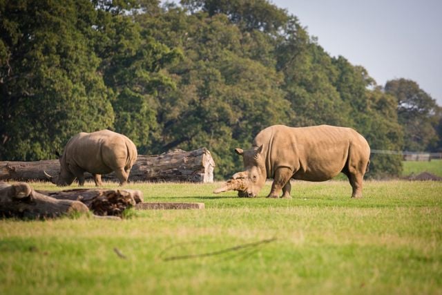 Two rhinos graze on grass against backdrop of logs and trees 