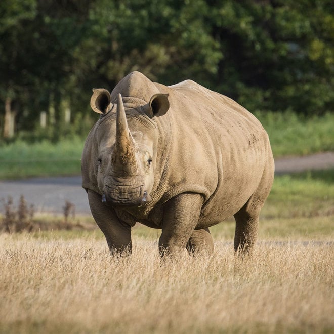 Southern white rhino Mkuzi at Woburn Safari Park looking directly at the camera.