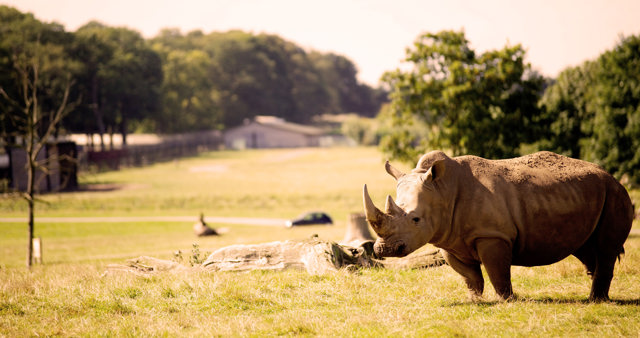 Rhino stands in expansive grassy reserve with cars in the background