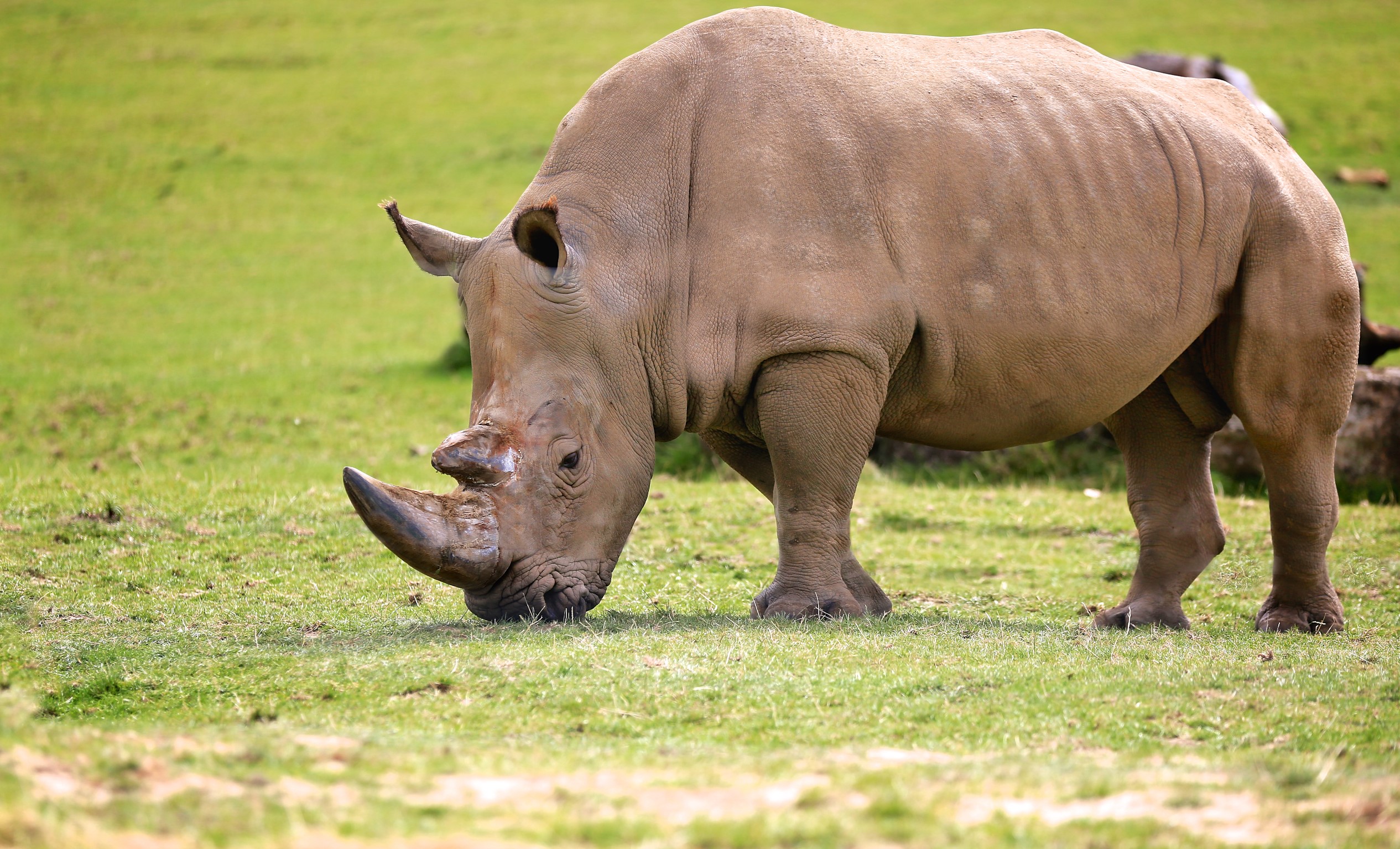 rhinoceros 6 google drive