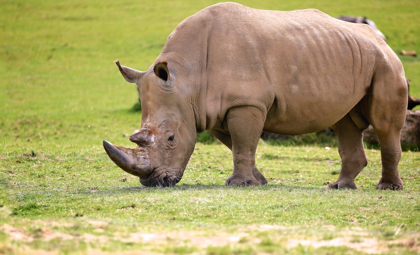 rhino in safari