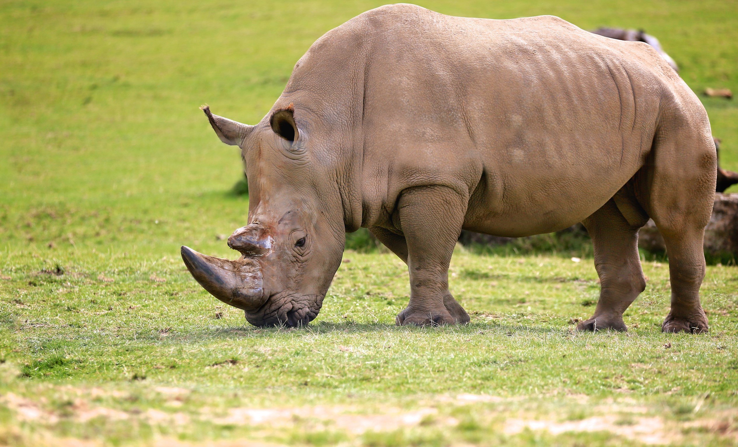 Southern White Rhino | Woburn Safari Park