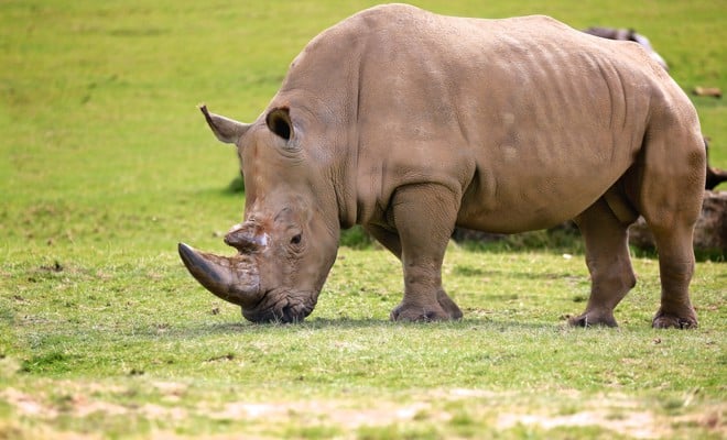 Male Rhino grazes in grassy road safari 