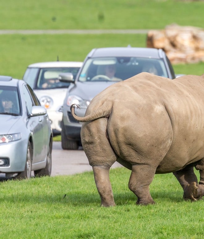 Image of rhino road safari bottom mob 