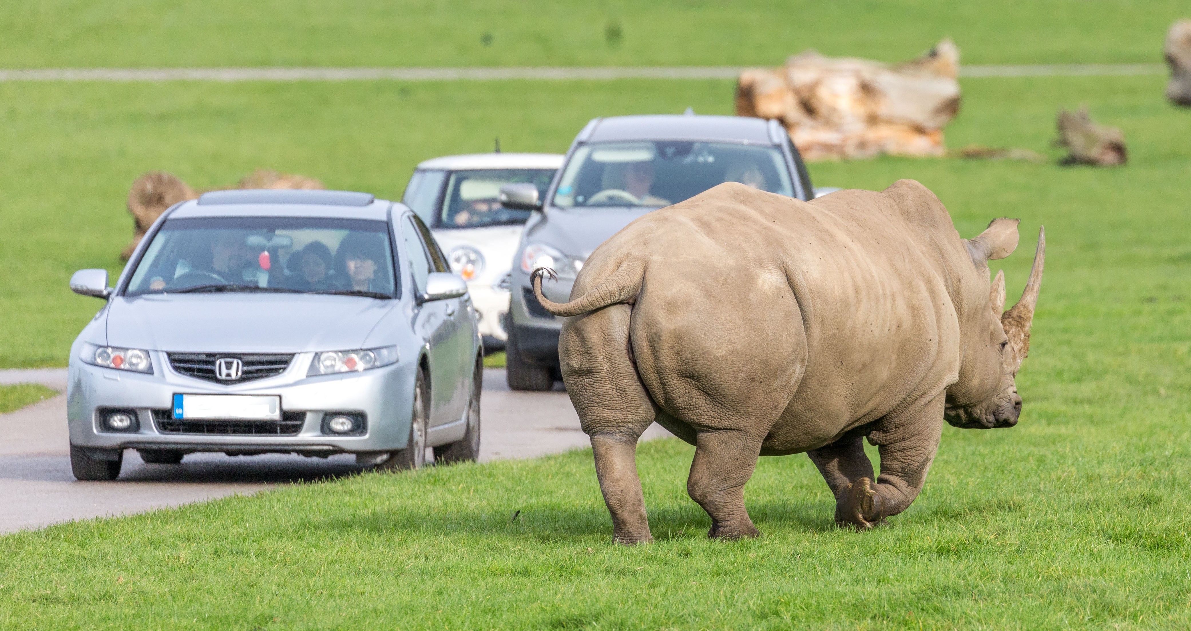 rhino road safari cars desktop.jpg