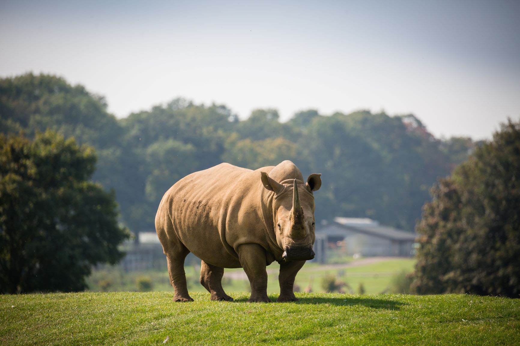 Southern White Rhino at Woburn Safari Park.jpg