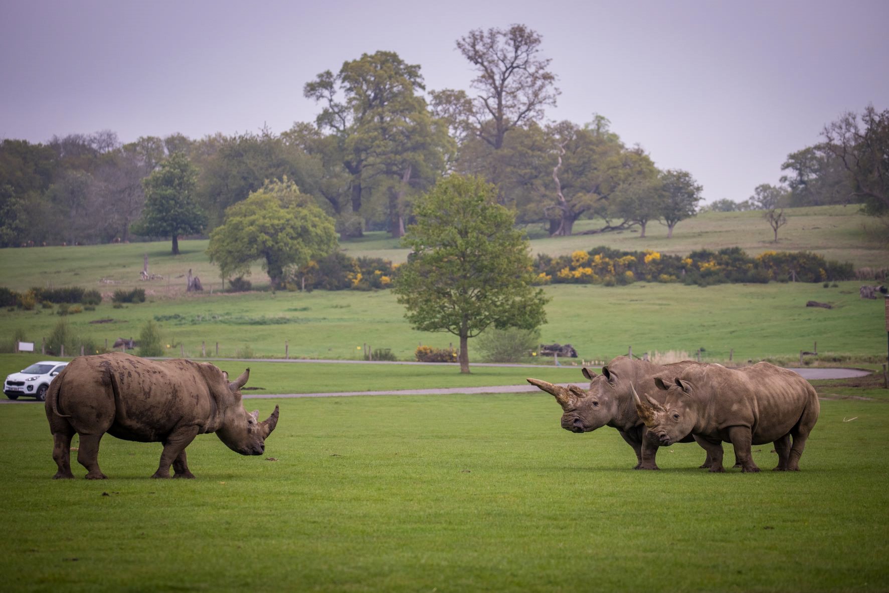 Three female Southern white rhinos at Woburn Safari Park.jpg