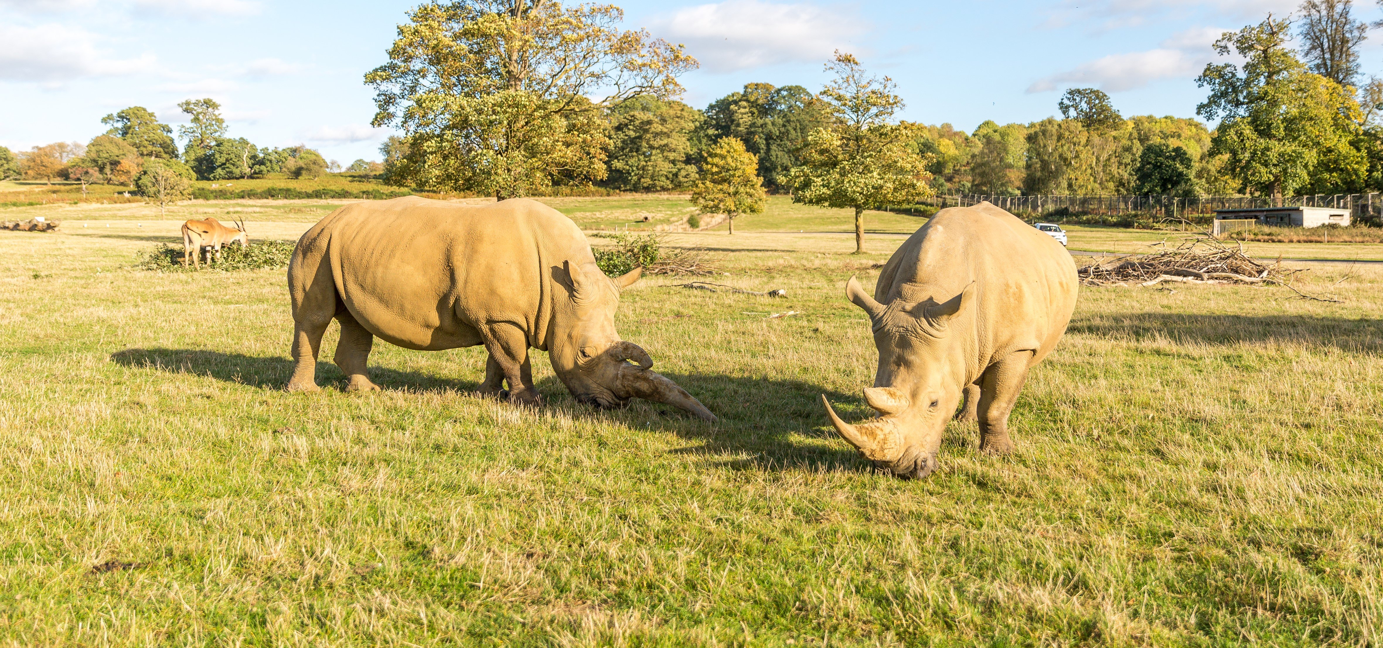 VIP Wildlife Experiences | Woburn Safari Park