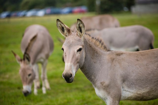 Somali Wild Ass graze in expansive grassy reserve 