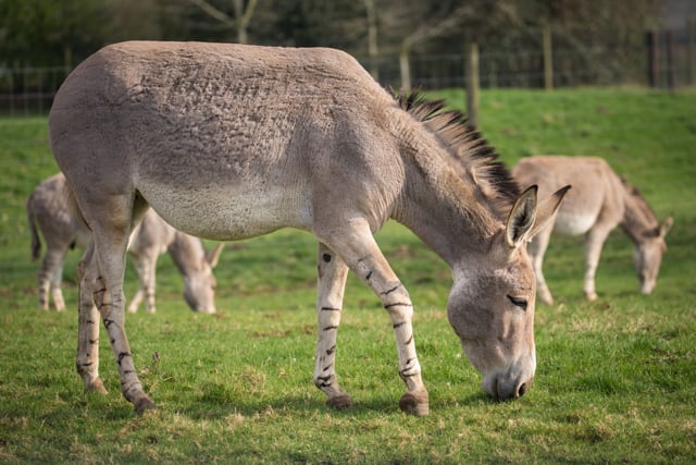 Somali wild ass grazes with herd in expansive reserve