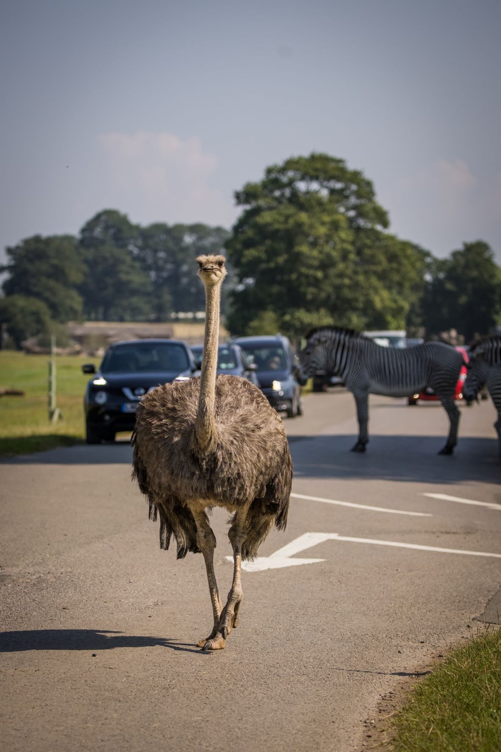 drive through safari essex