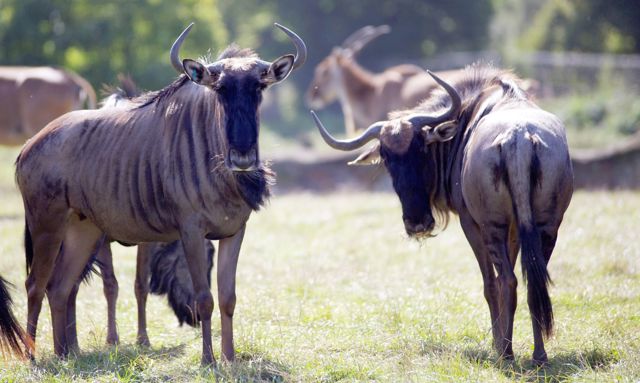 Two wildebeest stand in expansive grassy reserve 