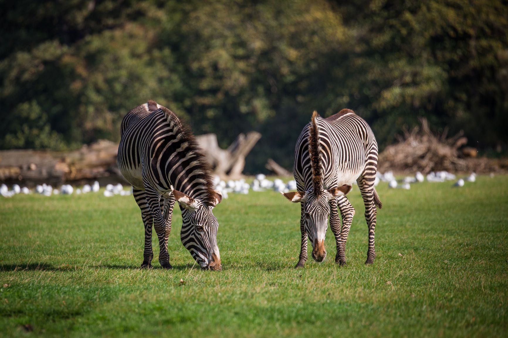 Zebra in Savannah Grasslands Reserve.jpg