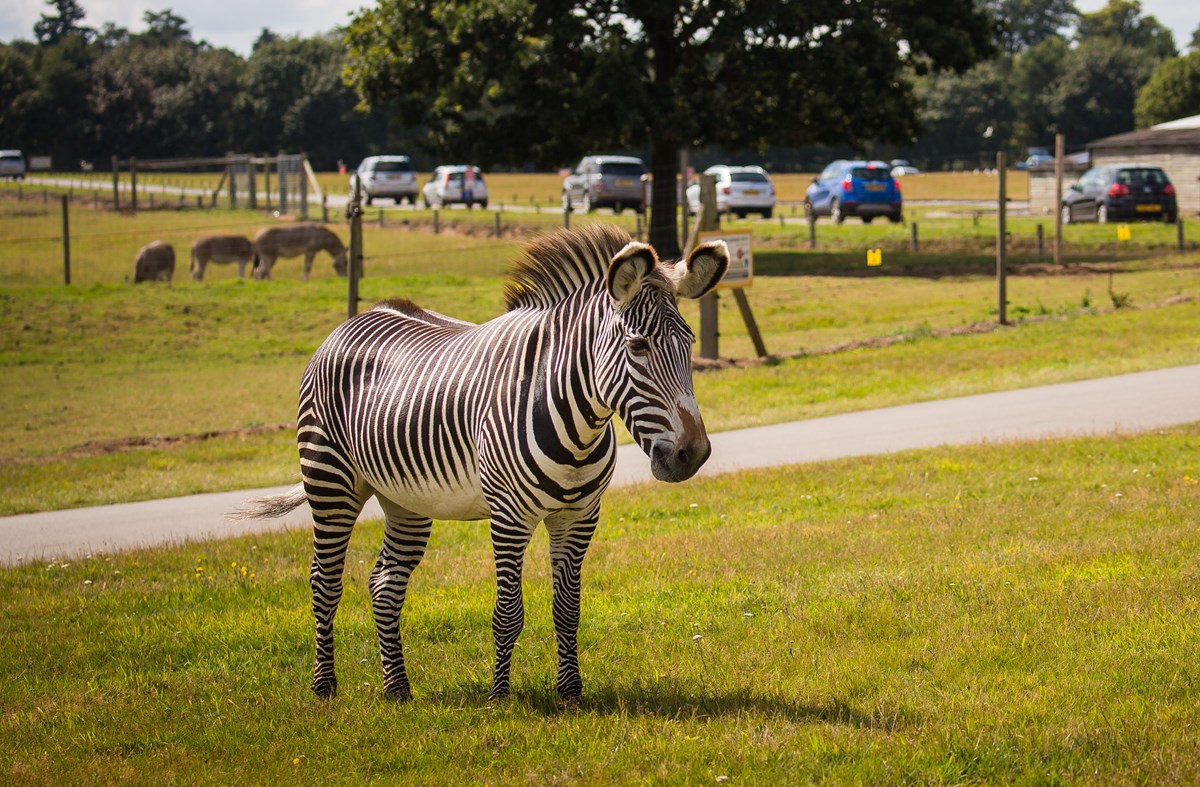 Grevy's Zebra | Woburn Safari Park