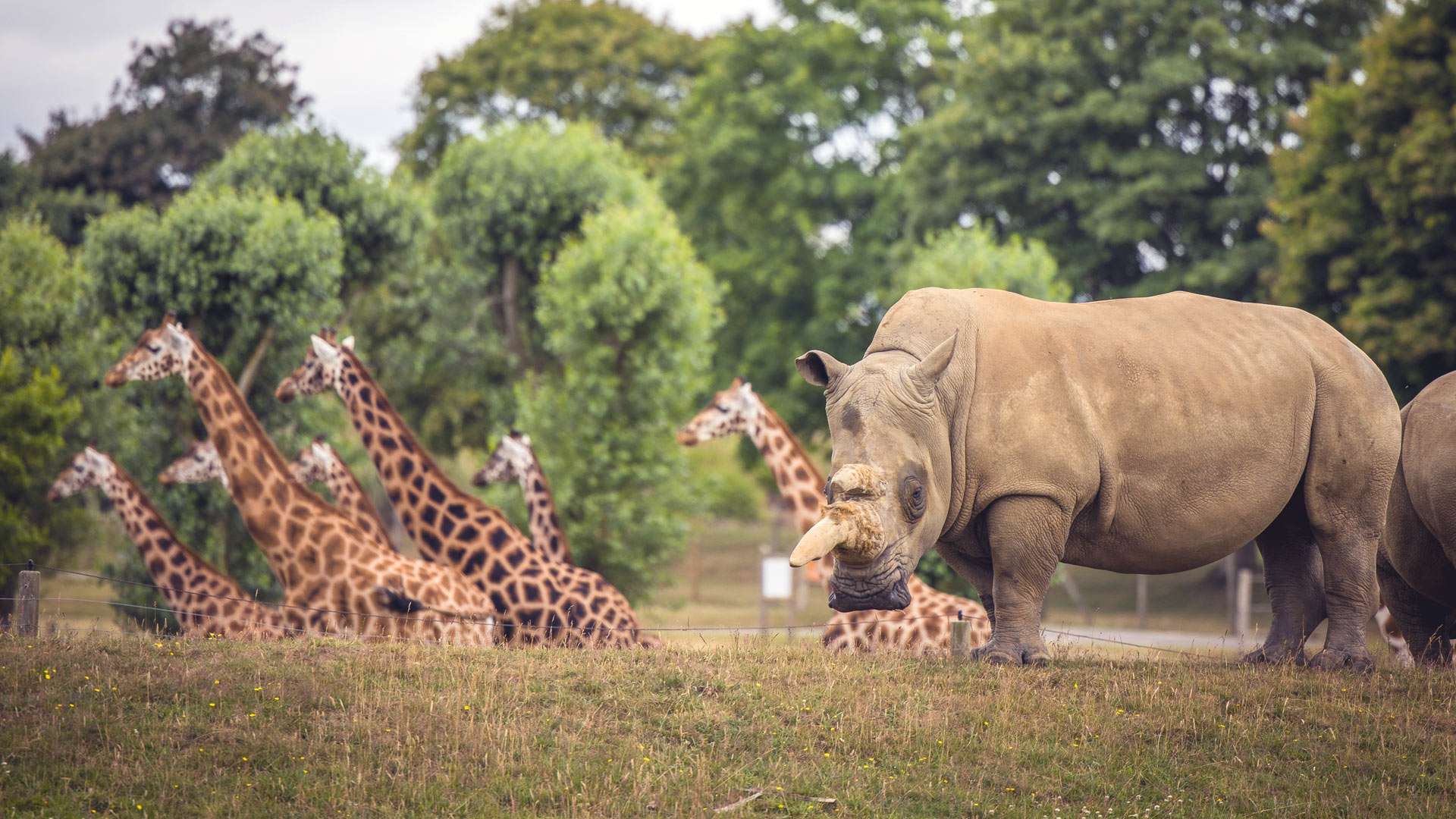 Plan Your Day Out | Woburn Safari Park