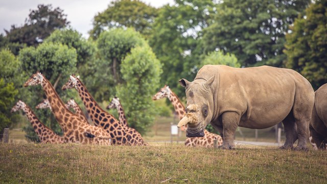 woburn safari show times