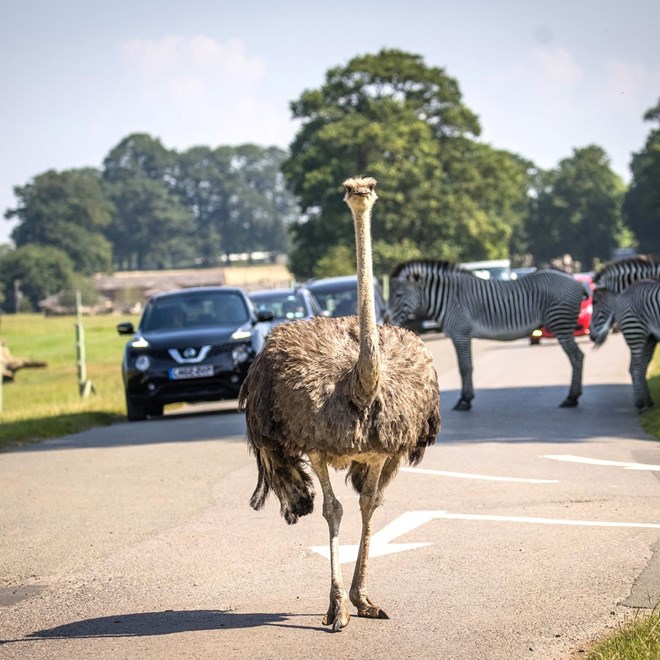 An ostrich walking int he middle of the road, with a car behind it