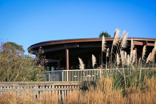 Safari lodge decking overlooks safari park with reeds and trees in view 