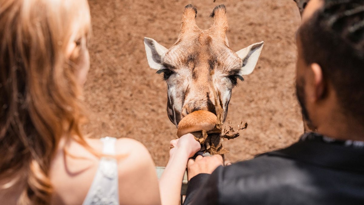 Image of wedding animal encounters giraffe web res