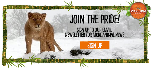 Sign-up-newsletter-lion-snow.jpg