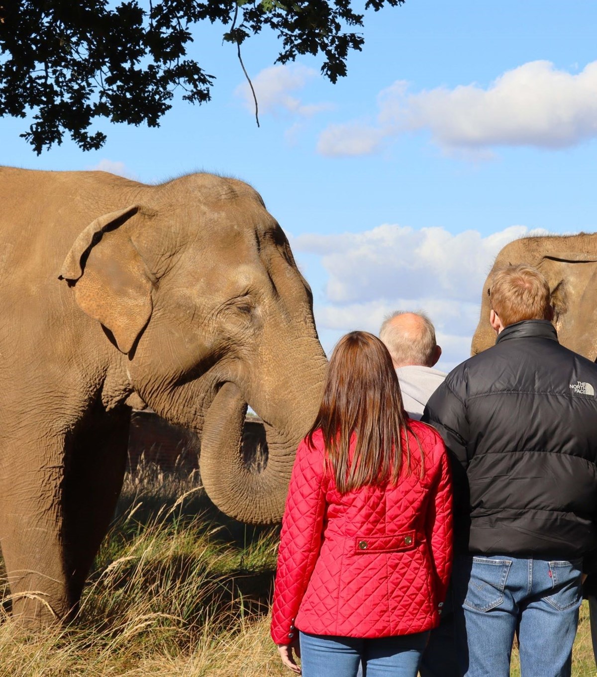 Elephant Experience | Woburn Safari Park