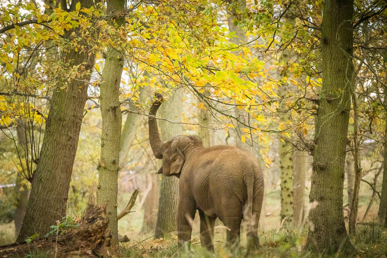 Elephant Experience | Woburn Safari Park