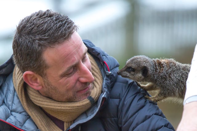 Meerkat climbs onto man's shoulder during a VIP Meerkat Experience 