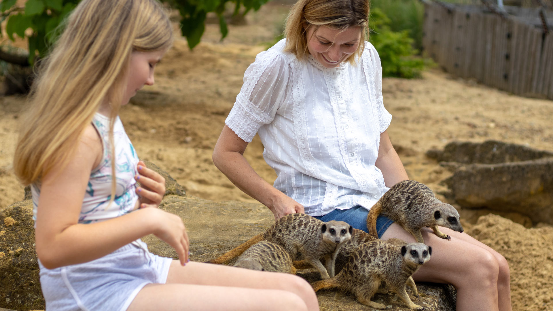 Meerkat VIP experience