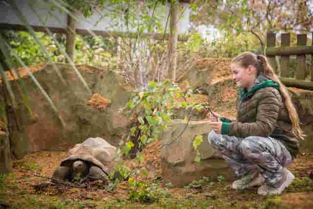 A child crouching down and feeding a branch to a tortoise