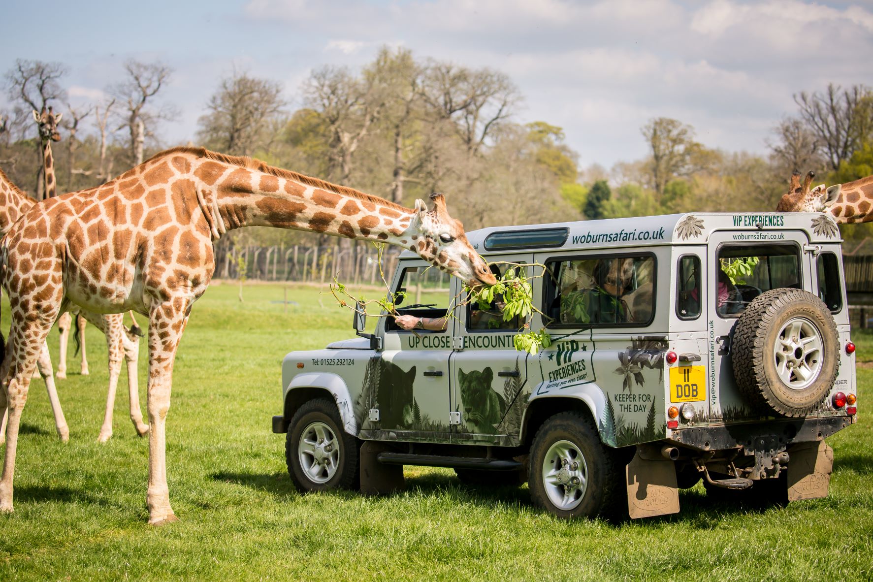 Giraffe Experience | Woburn Safari Park