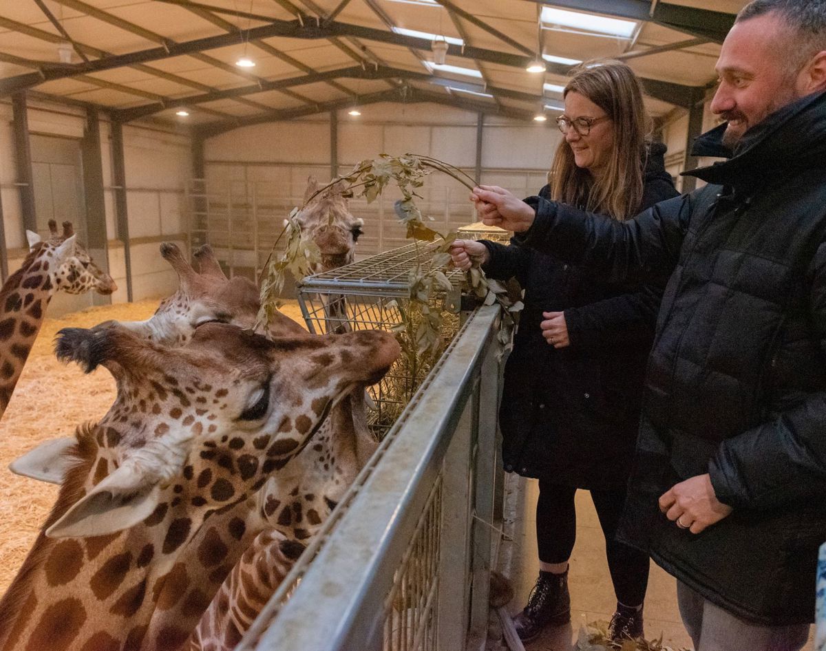 Man and woman feed giraffe branches from raised platform in giraffe house 