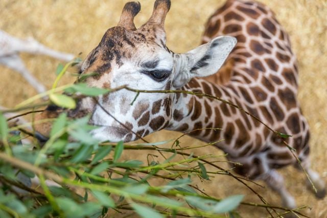 Giraffe reaches up to eat leaves 