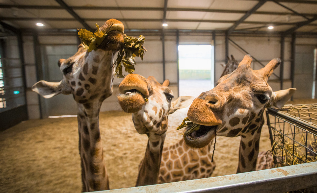 Book Your Adventure Today | Woburn Safari Park