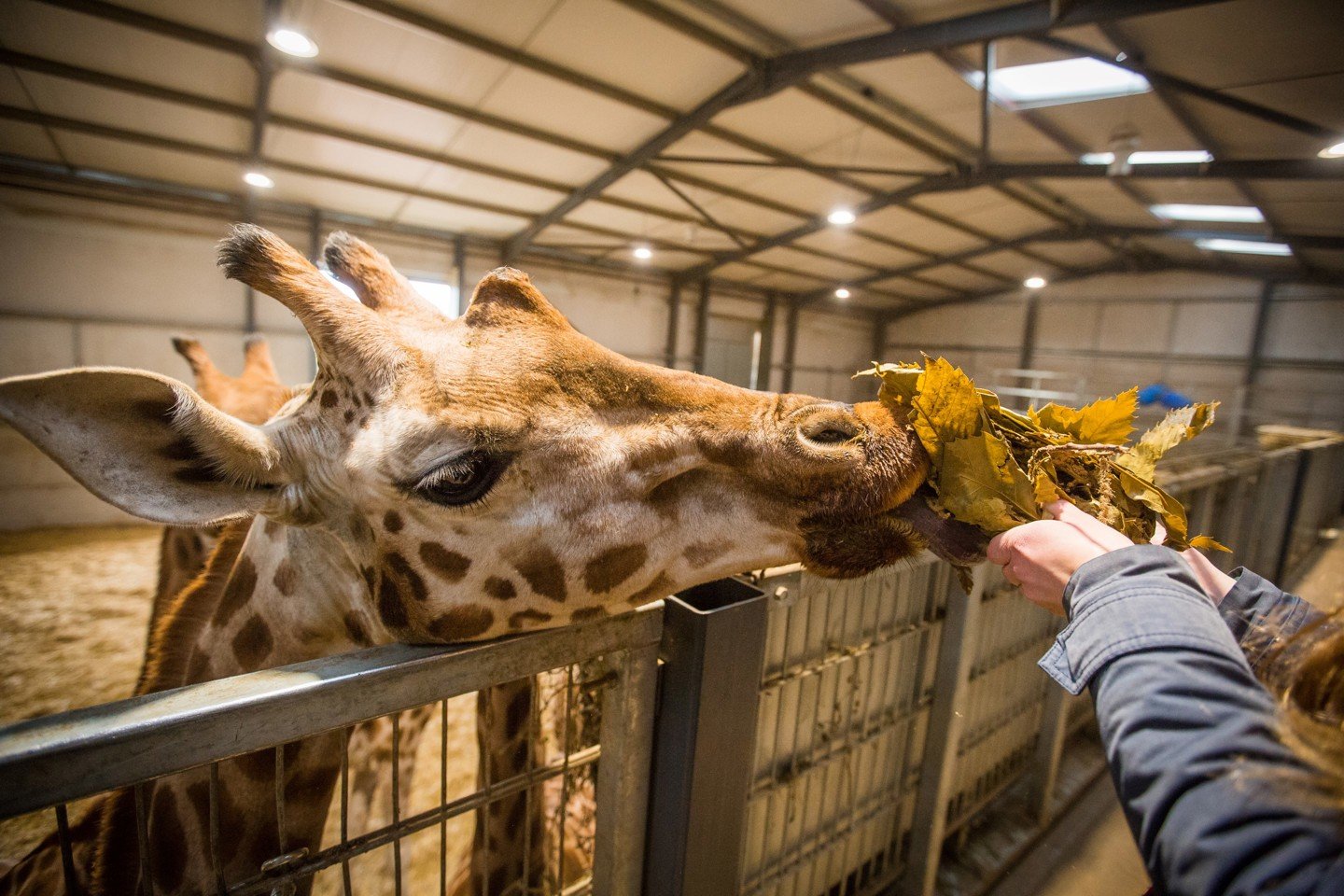 Image of woburn safari park giraffe dec 2019 5