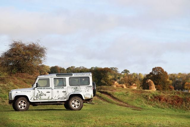 Three lions relax on grassy bank next to safari VIP vehicle