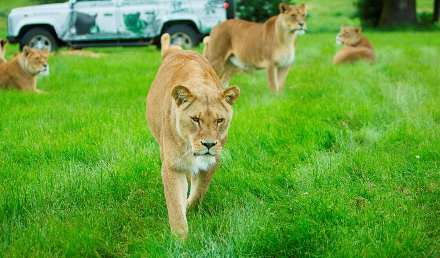 Watch: Lions annual 'Shop with a Lion'