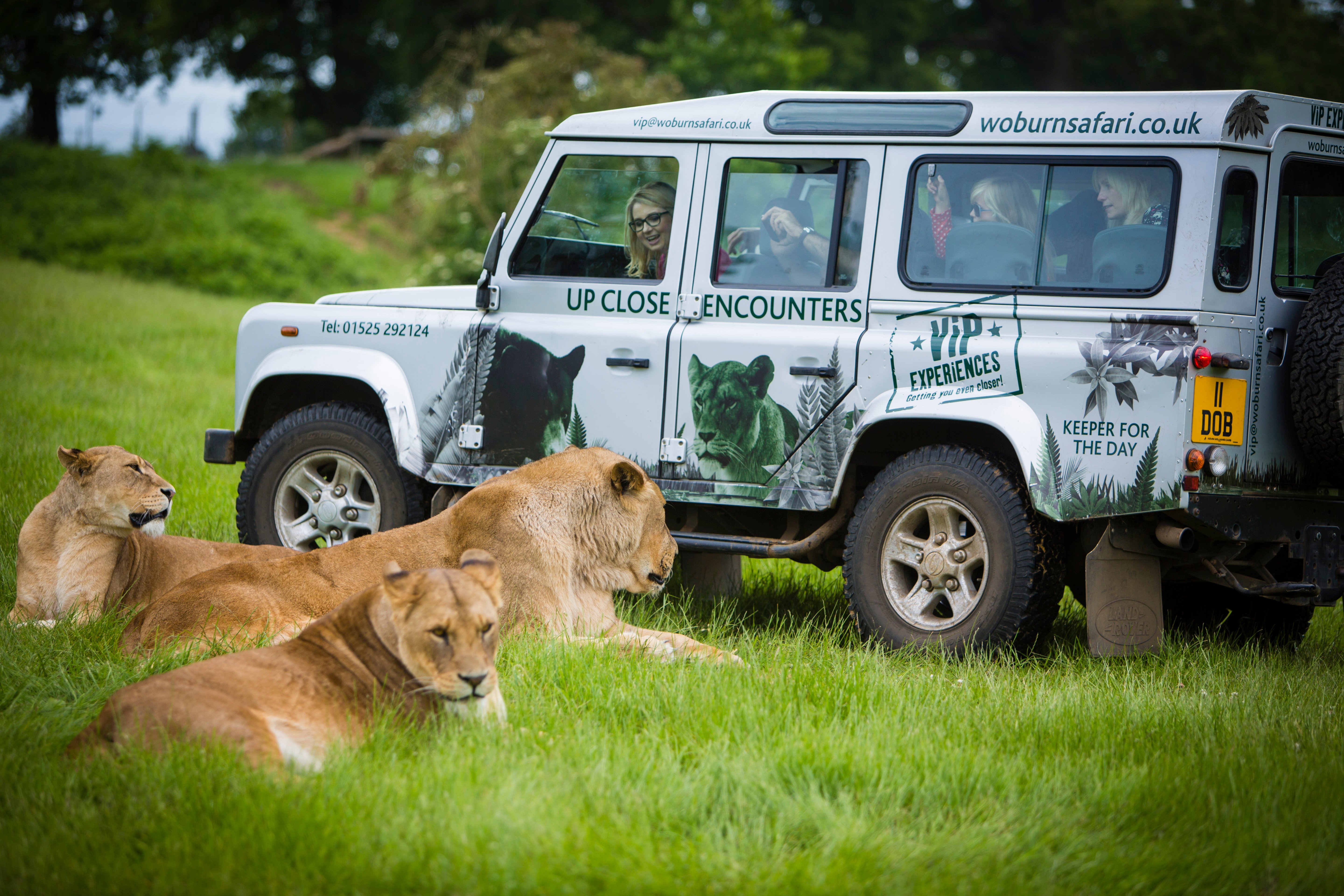 VIP Off Road Safari with African Lions