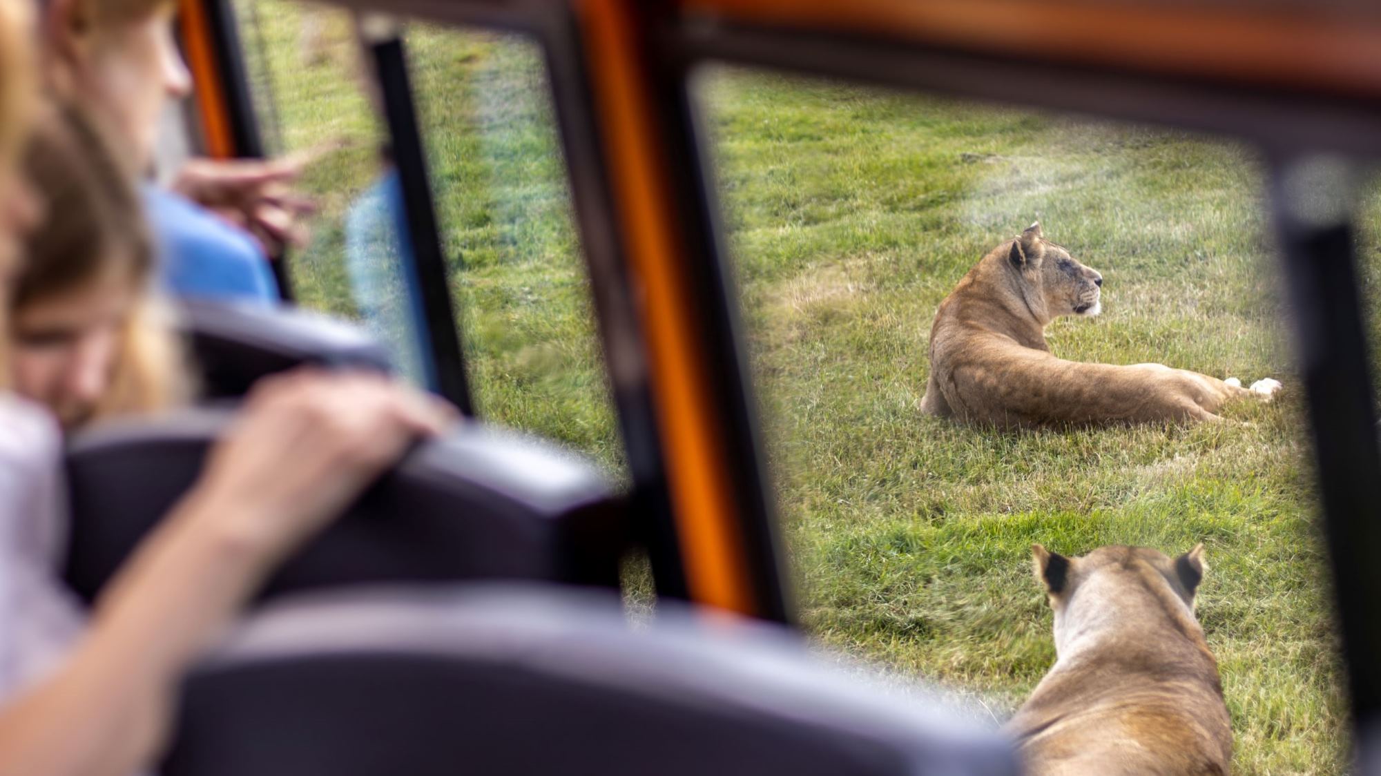 VIP Wildlife Experiences | Woburn Safari Park