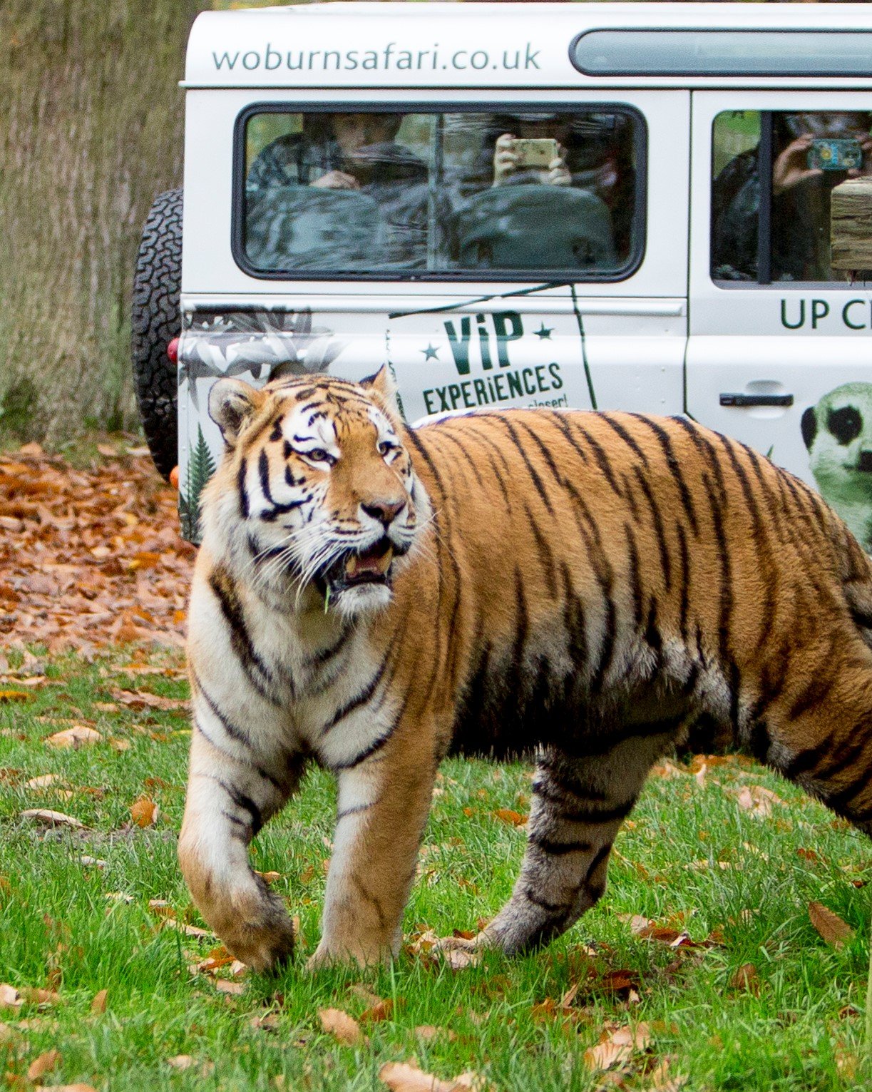 VIP Wildlife Experiences | Woburn Safari Park