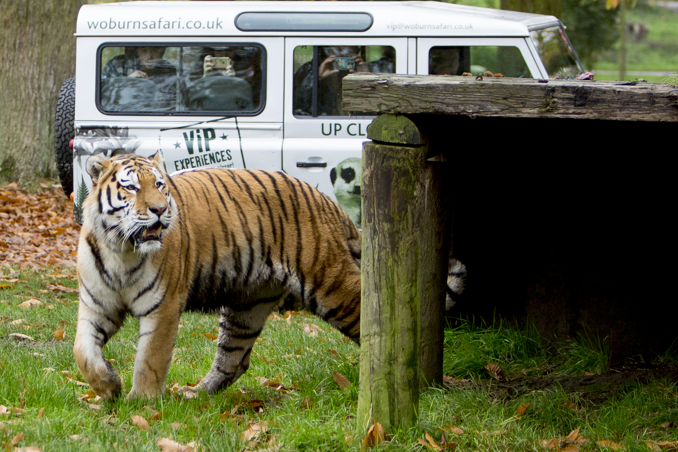 Tiger Experience | Woburn Safari Park