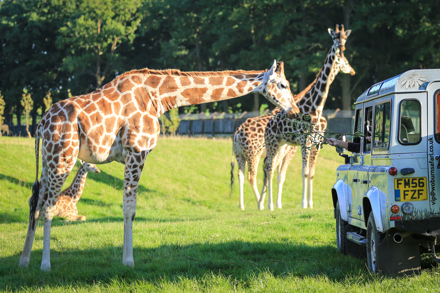 Giraffe bends down to eat branch from hand out of safari truck window 