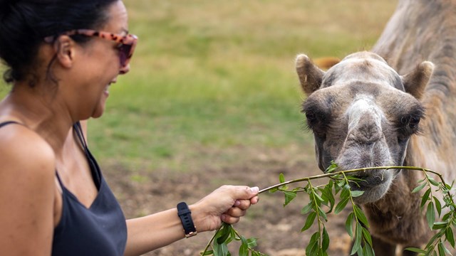 woburn safari events