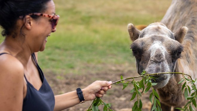 A woman feeding leaves to a camel as part of the VIP Experience at Woburn Safari Park